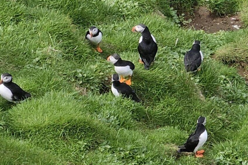 Un grupo de frailecillos en un campo de hierba. 4