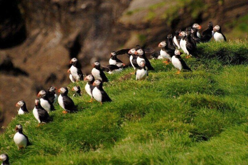 Een groep pinguïns op een grasachtige helling. 1