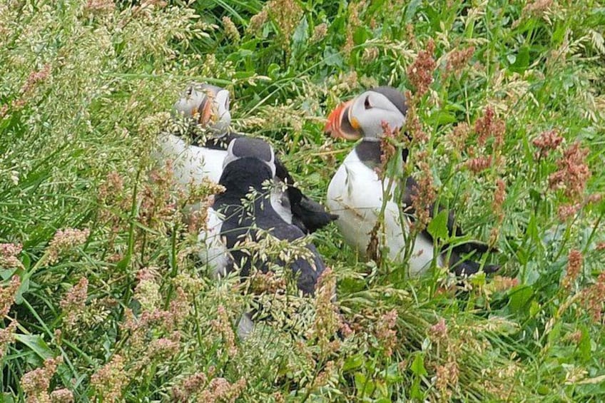 Puffins en un campo herboso con vegetación densa. 5