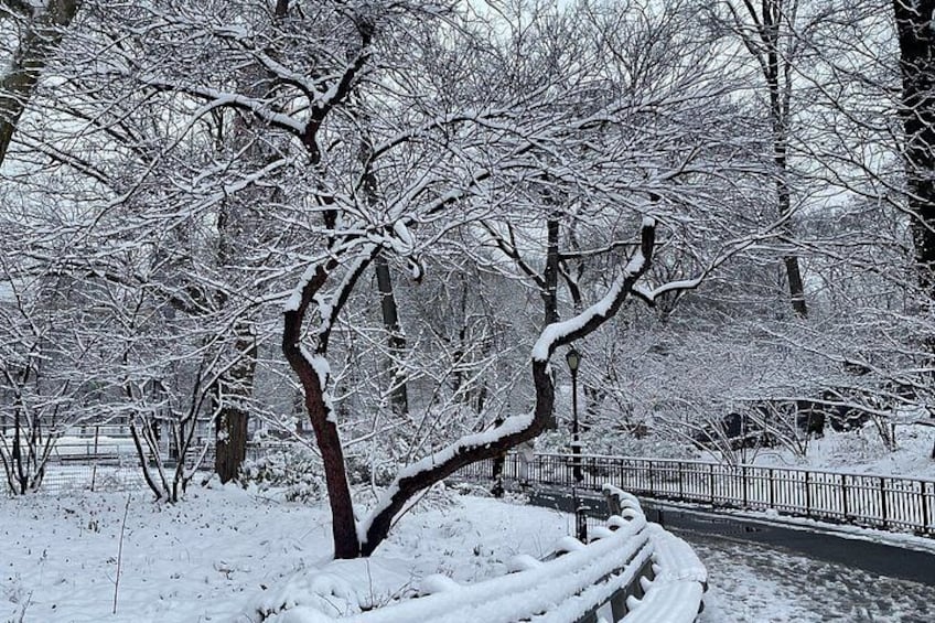 En snötäckt park med kala träd, ett staket och en gångstig. 5
