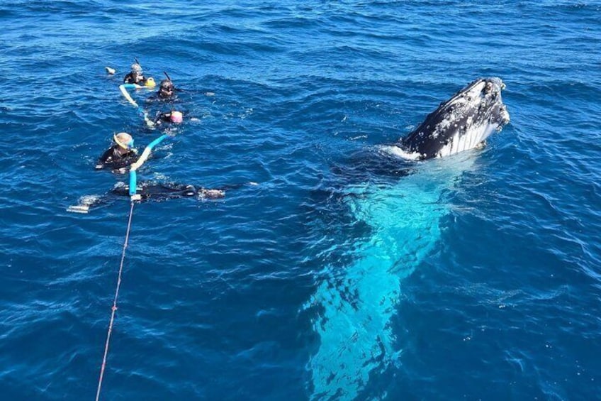 A whale breaching the ocean surface with divers in the water. 2