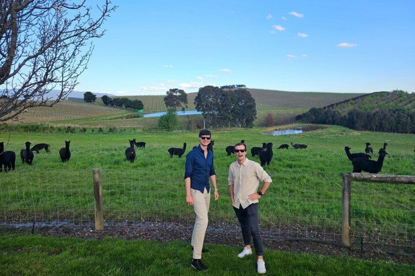 Yarra Valley Daily Public Group Wine Tour 3