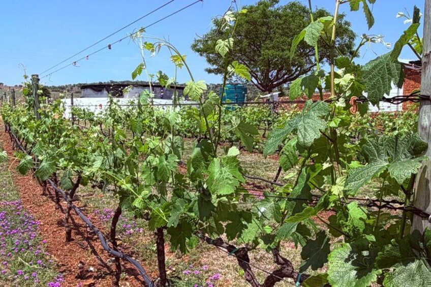 Johannesburg: Wine Tasting and Cableway Half Day Tour 5