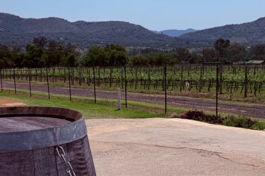 Johannesburg: Wine Tasting and Cableway Half Day Tour 4