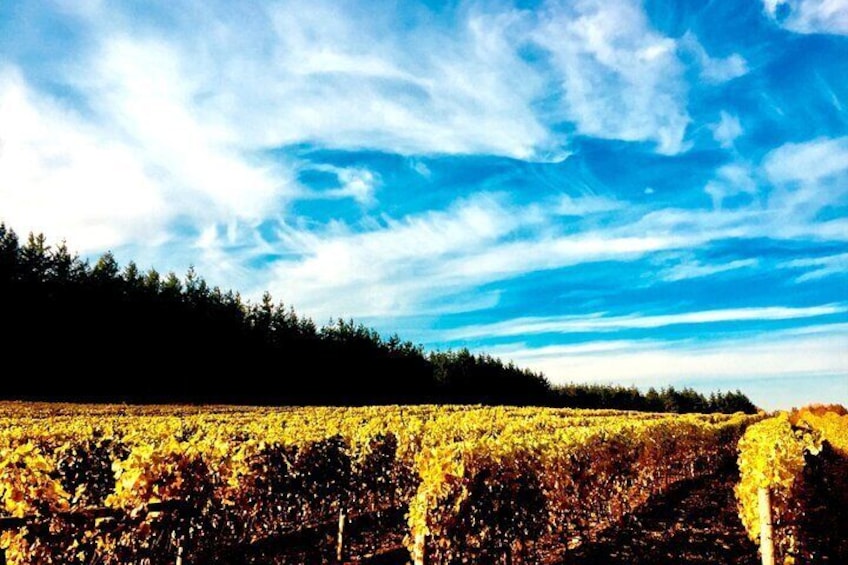 Premium Fraser Valley and White Rock Wine Private Tour