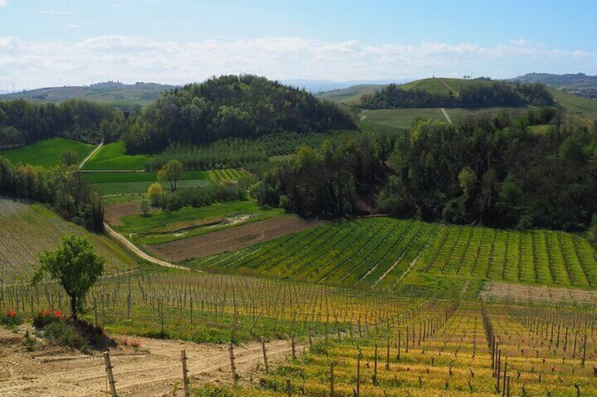 2 Hours Guided Tour and Wine Tasting in the Heart of Roero