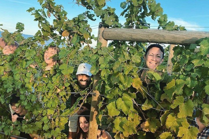 People hiding behind grapevines in a vineyard. 2