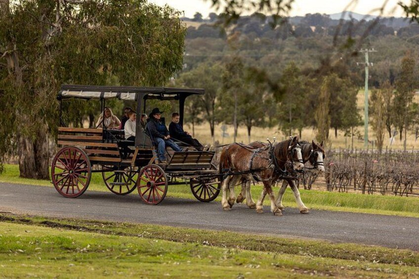 3- Hour Wine and Harvest the Hunter Horse Tour in Pokolbin 3