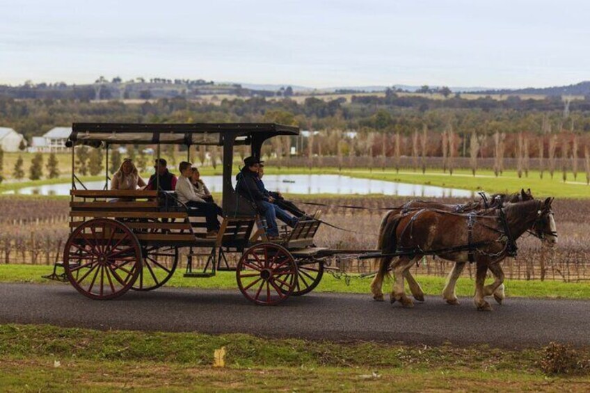  3- Hour Wine and Harvest the Hunter Horse Tour in Pokolbin