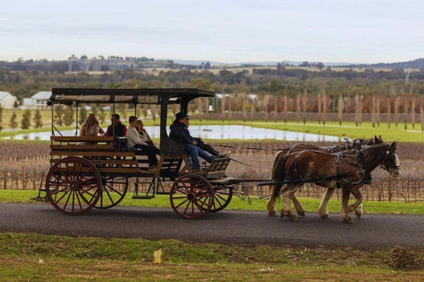 3- Hour Wine and Harvest the Hunter Horse Tour in Pokolbin 1