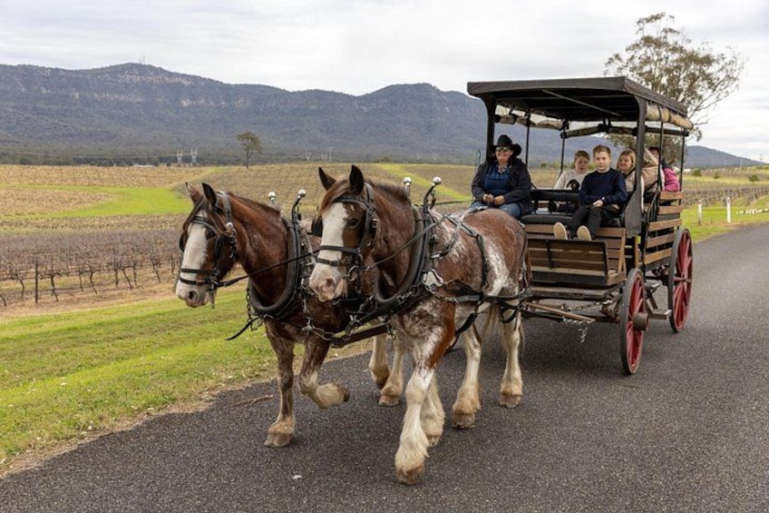 3- Hour Wine and Harvest the Hunter Horse Tour in Pokolbin 3