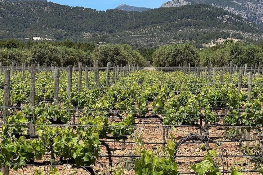 A vineyard with rows of grapevines against a mountainous backdrop. 3