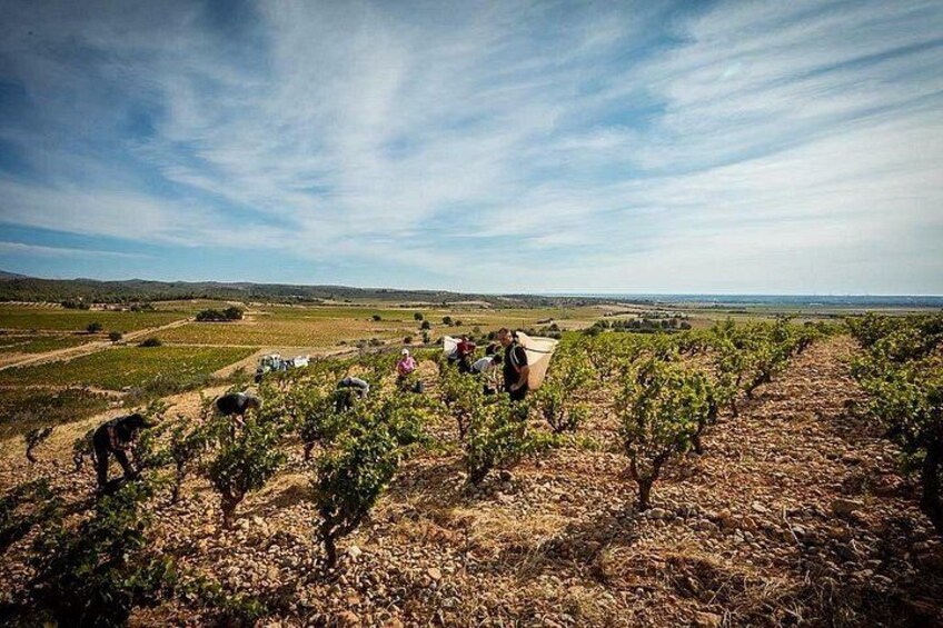 A vineyard with rows of grapevines and workers tending to them. 2