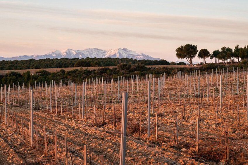 A vineyard with rows of grapevines, a mountainous backdrop, and a clear sky. 3