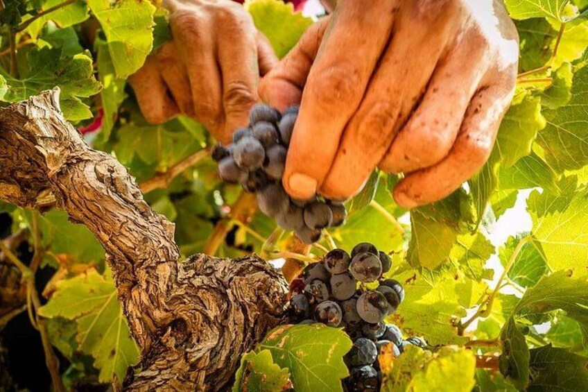Hands picking grapes from a vine. 5
