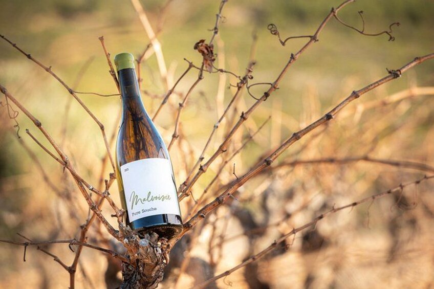 A bottle of wine with a label, placed on a branch in a vineyard. 4