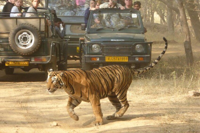 Ranthambore National Park 2
