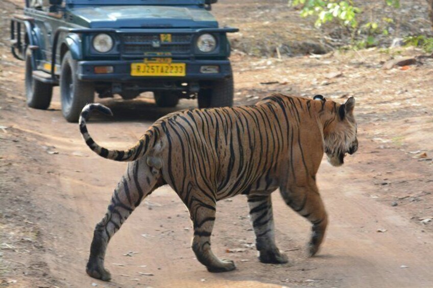 Ranthambore National Park 2