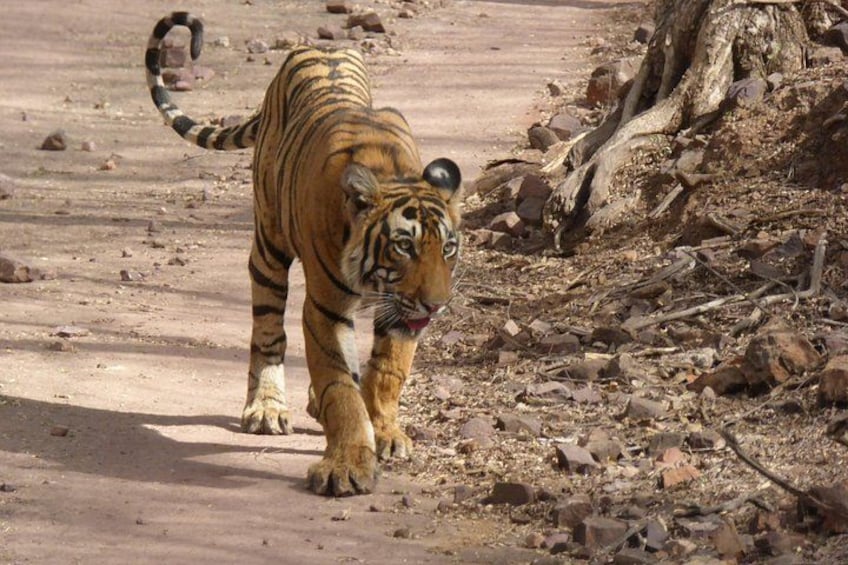 Ranthambore National Park 3