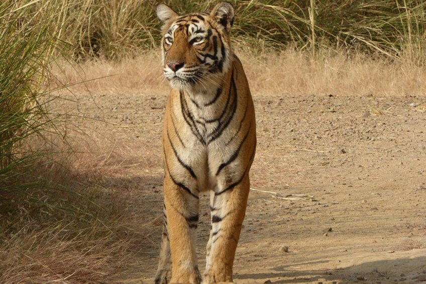 Ranthambore National Park 1