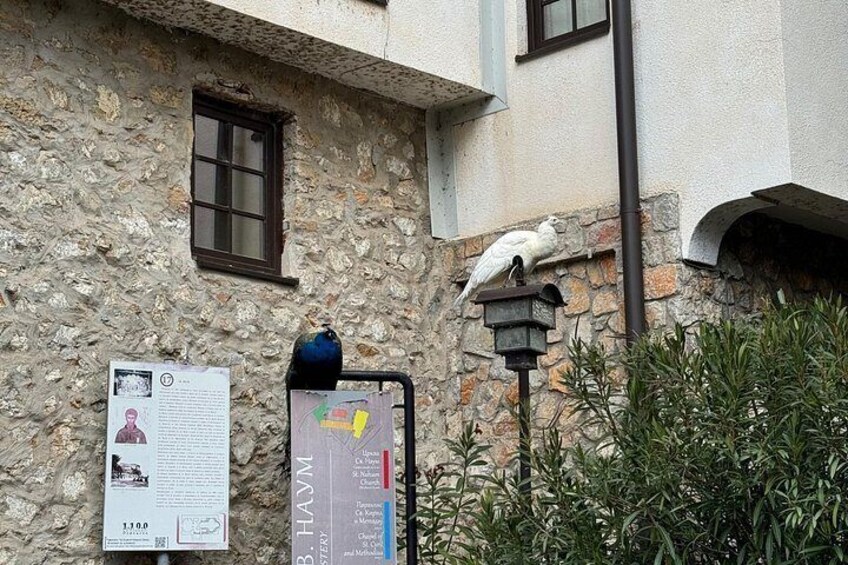 Private Day Tour from Tirana: Ohrid, St. Naum Monastery Macedonia 5