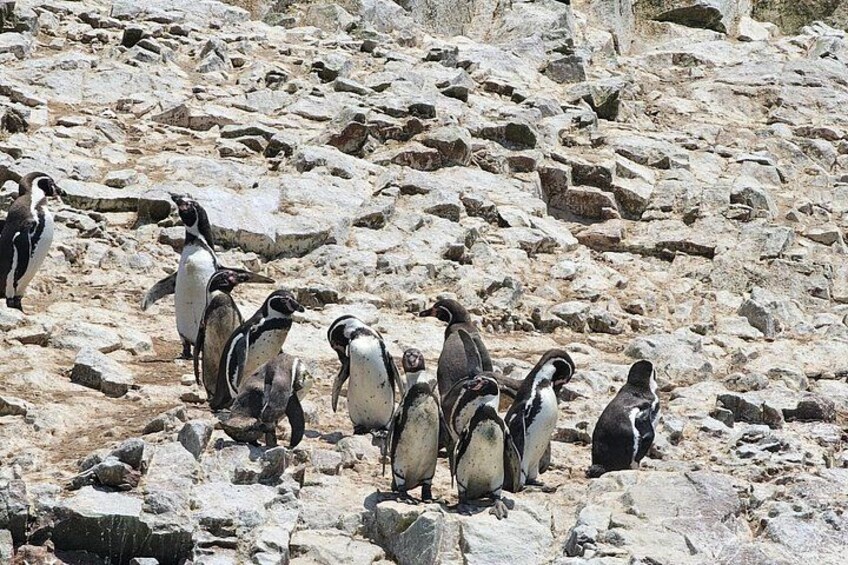 Ballestas Islands - humboldt penguin 4