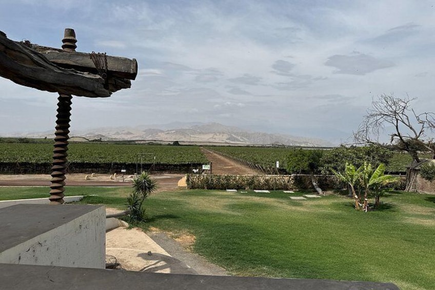 La Caravedo Vineyard 3