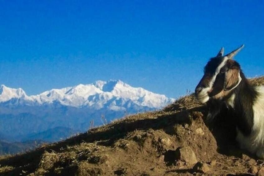 A goat on a mountain slope with snow-capped peaks in the background. 1