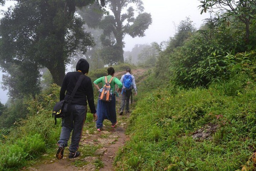 A group of people hiking on a narrow trail surrounded by greenery. 3