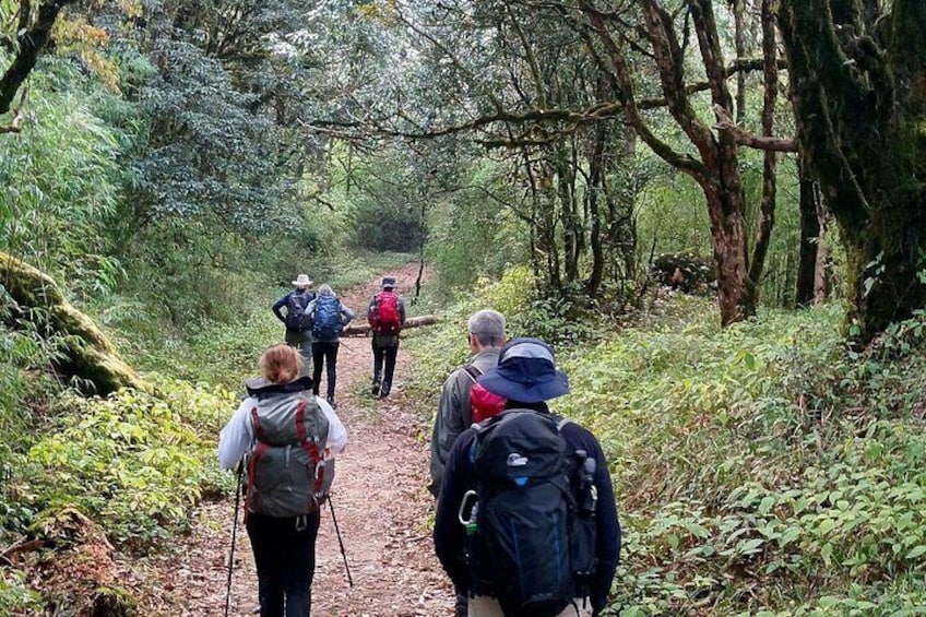 A group of hikers on a forest trail with dense foliage and trees. 2
