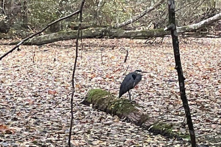 Un oiseau perché sur une bûche dans une forêt, avec des feuilles mortes jonchant le sol. 4