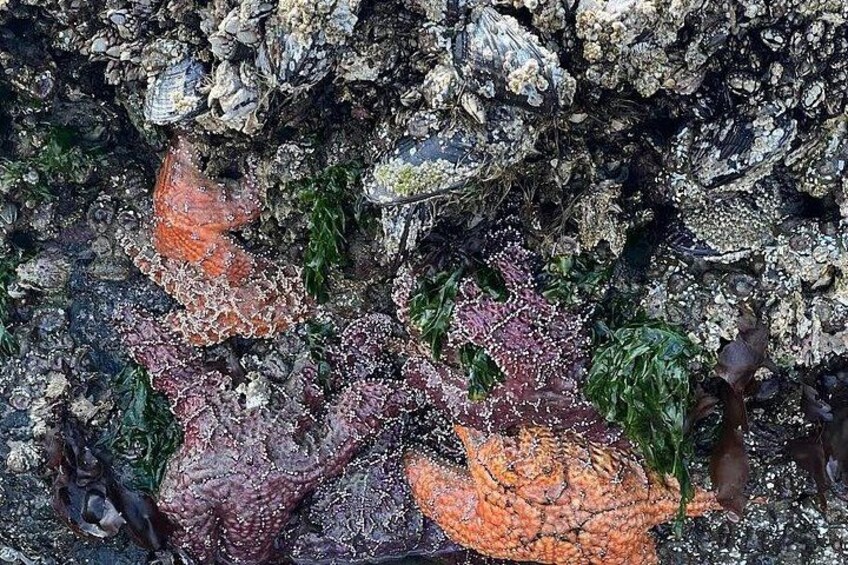 Low Tide Surprise! 3