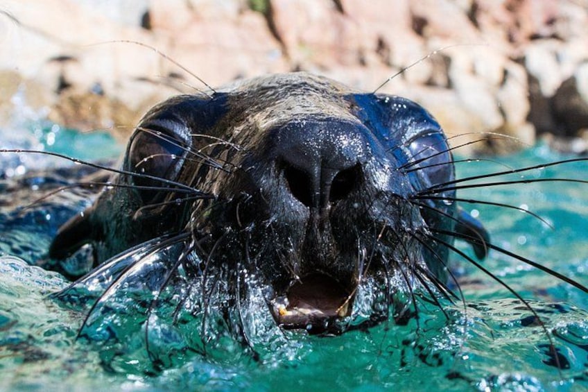 Seal Swimming Activity in Plettenberg Bay 1