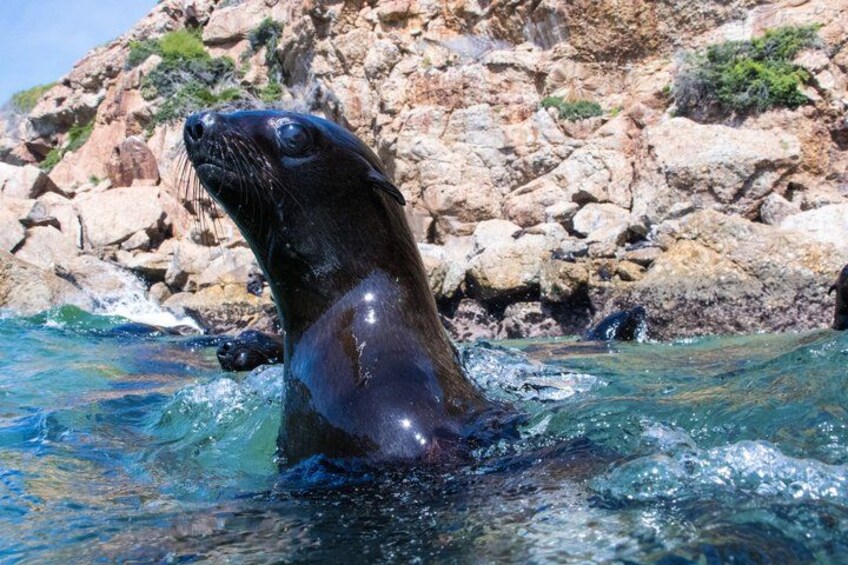 Seal Swimming Activity in Plettenberg Bay 2