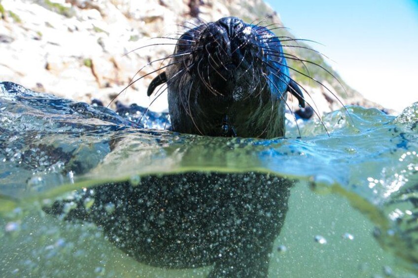Seal Swimming Activity in Plettenberg Bay 3
