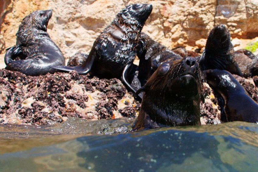Seal Swimming Activity in Plettenberg Bay 4