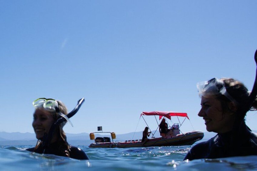 Seal Swimming Activity in Plettenberg Bay 5