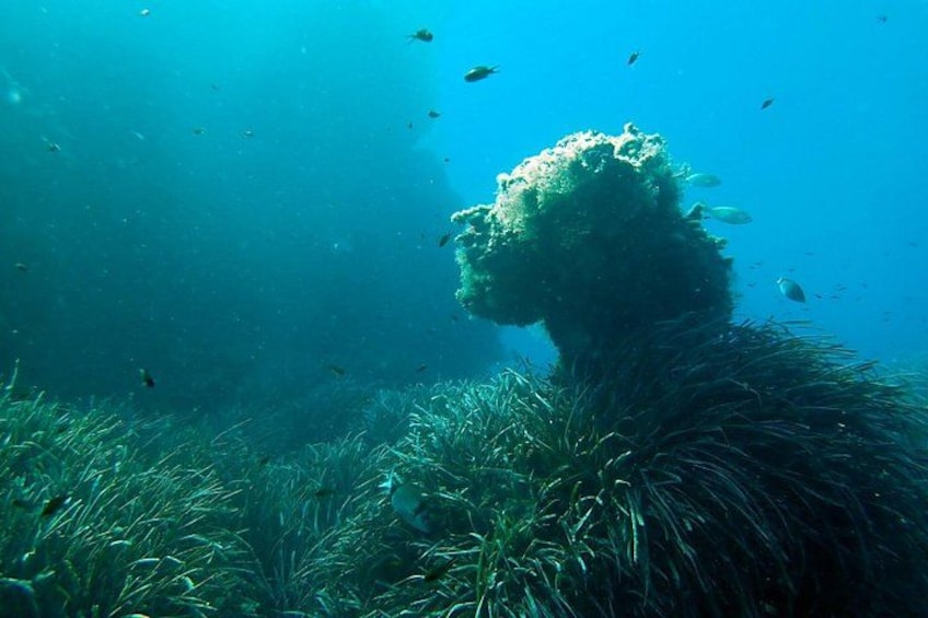 Une scène sous-marine mettant en scène une grande structure ressemblant à un récif corallien, entourée de plantes marines. 5