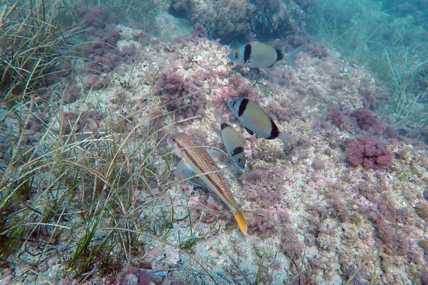 Un récif corallien peuplé de poissons et d’algues. 3
