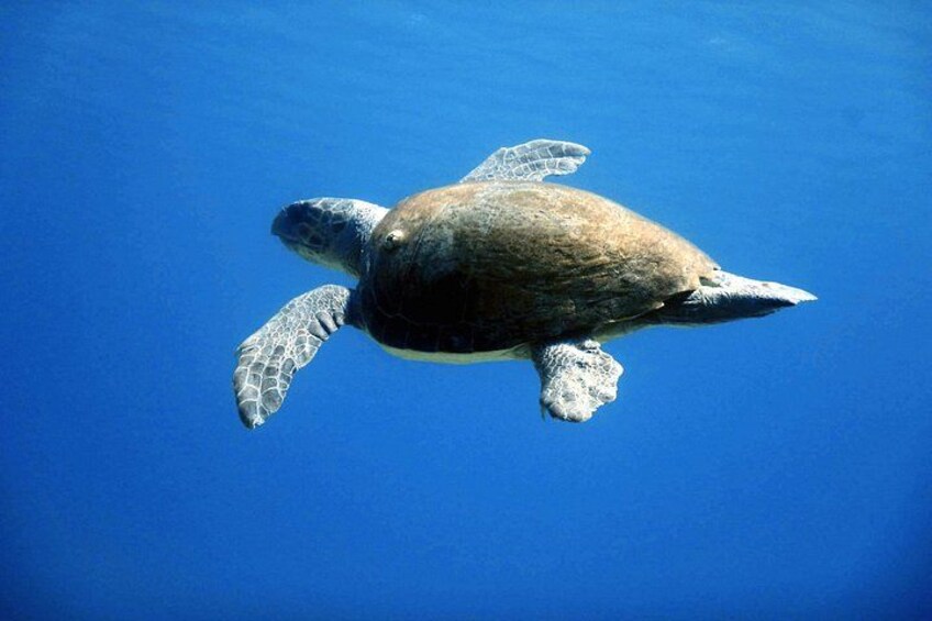 Private Discover Scuba Diving Experience in Messinia 3