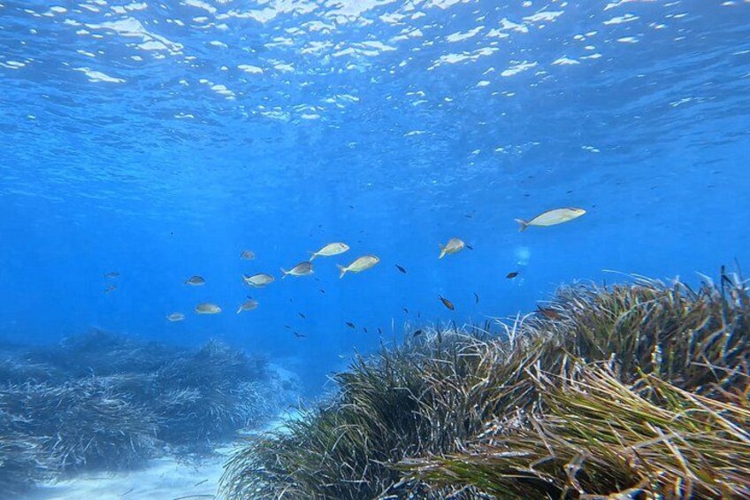Private Discover Scuba Diving Experience in Messinia 5