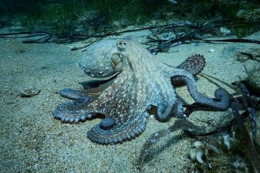 Private Discover Scuba Diving Experience in Messinia 4