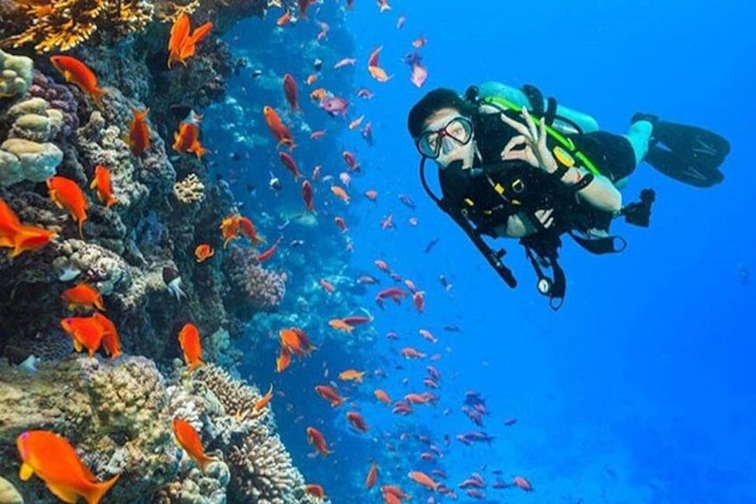 Ras Mohamed & White Island Diving & Snorkeling – Sharm El Sheikh 2