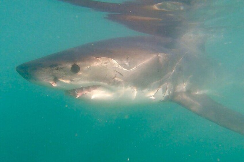 Cape Shark Adventures 