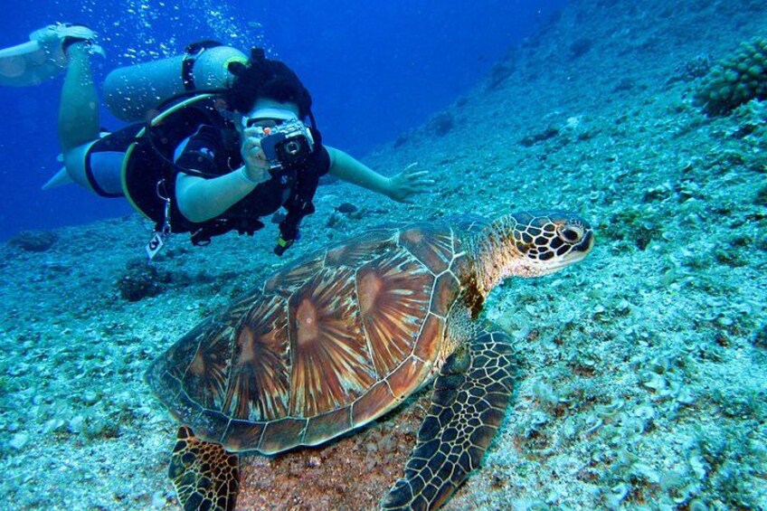 A diver and a sea turtle underwater. 2