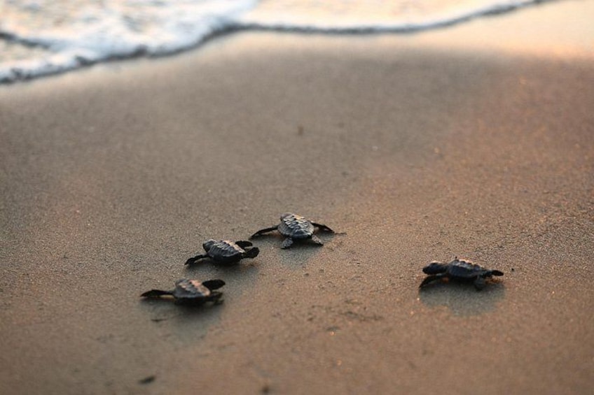 A sandy beach with several small turtles. 5