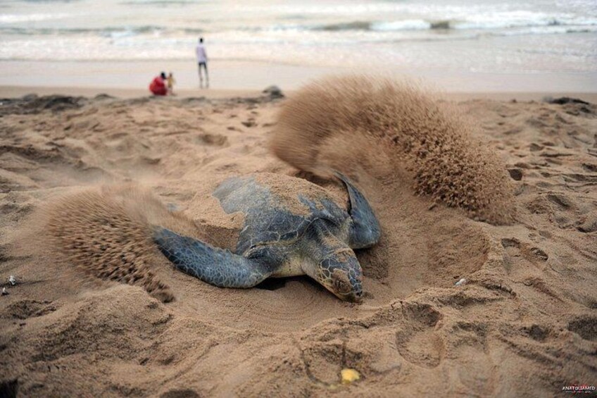 A sea turtle on a sandy beach with footprints and a person in the background. 4