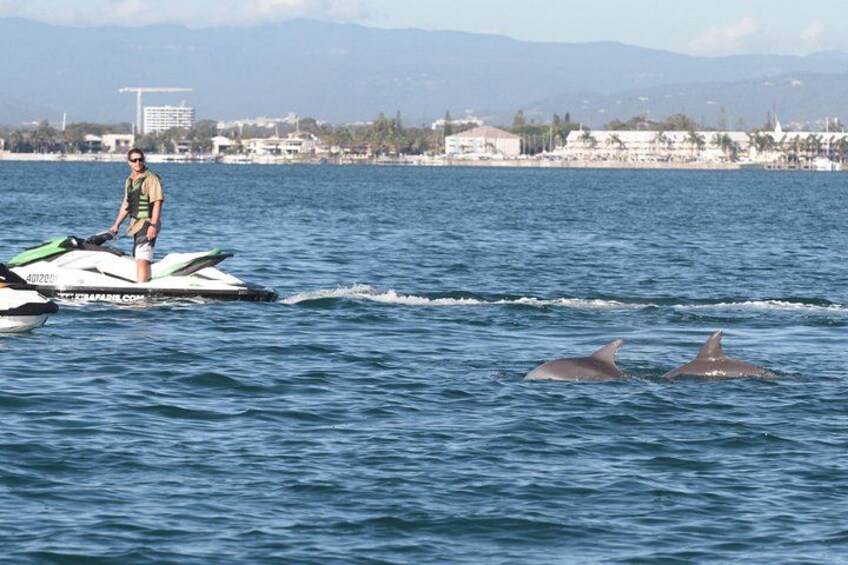 A person jet-skiing on a body of water with dolphins in the background. 2