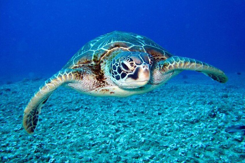 Almost all the time encounter with a turtle 2