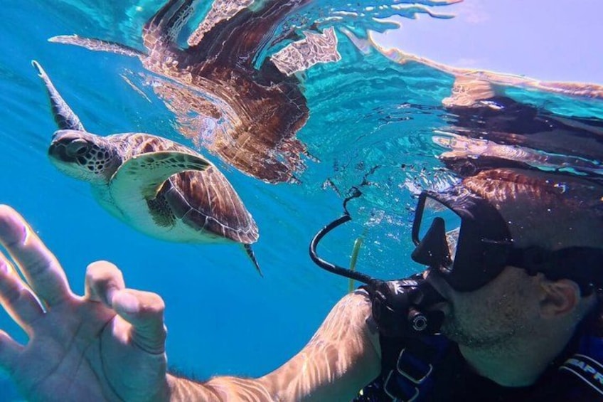 Duiker reikt naar een zeeschildpad die onder water zwemt. 1